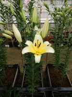 [4153 Catina No01.JPG]